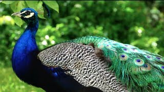 🦚 💗 🍀 Peacock 🍀 💗 🦚 मोर طاووس 🦚 one of the most beautiful birds by ani male [upl. by Eesac]