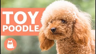 TOY POODLE  Characteristics Character and Care [upl. by Anamuj]