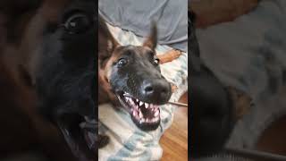 Toothy Malinois trying to comb him [upl. by Ger]