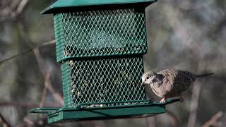 Inca Dove [upl. by Naylor]