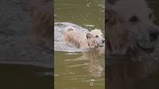 🤯🐕Water Dog Wonder Watch a Dog Swim Like a Pro factswater dogs waterdogs waterdog [upl. by Adil664]