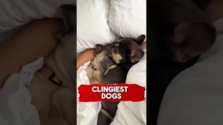 Clingiest Dogs 🥰 🐕 animals fyp richyanimals dog dogsofinstagram [upl. by Gratiana]