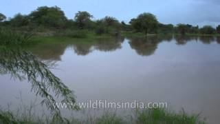 What monsoon does to Rajasthan In Sonkhaliya [upl. by Asilana]