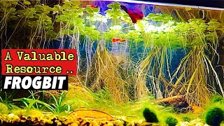 Amazon Frogbit Care and How this Floating Plant Can be a VALUABLE RESOURCE for your Aquarium [upl. by Nnylassej]