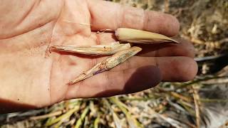 Out Bush Collecting Seeds of the Western Australian Native Grass Species Patersonia Occidentalis [upl. by Jud]