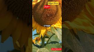 The importance of Honey Bees 🐝 in pollination and agriculture bee subscribe shorts farming [upl. by Saval]