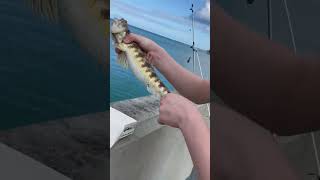 Massive Lizardfish  Bermuda Fishing [upl. by Lleryt]