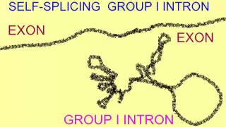 GROUP I INTRONS [upl. by Metabel]