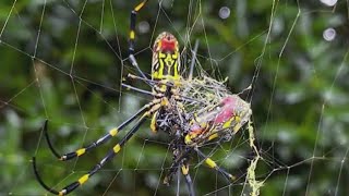 Are giant spiders coming to NY and NJ this summer [upl. by Aicram]