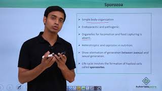 Class 11th – Protozoans – Sporozoa  Biological Classification  Tutorials Point [upl. by Buchheim]