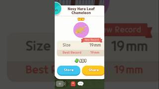 Nosy Hara Leaf Chameleon playtogethergame playtogether [upl. by Iredale711]