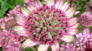 Astrantia major HD1080p [upl. by Cran136]