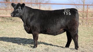 Lot 37 BRU22T55 Hillview Angus 2024 [upl. by Clarkson]