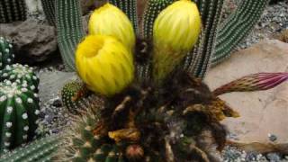 Netherlands Cacti Flowers in the Jochum Hof in Tegelen [upl. by Isabel562]