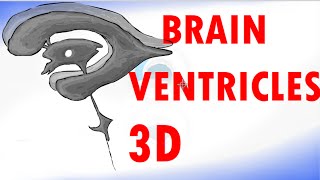 Brain Ventricles  Ventricular System of the Brain  Cerebrospinal Fluid [upl. by Gmur]