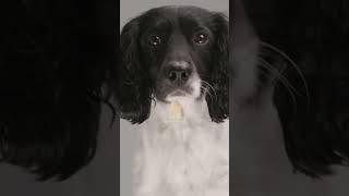 Exploring the Versatile Skills and Gentle Nature of English Springer Spaniels Breed Insights and Car [upl. by Sairacaz]