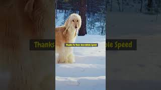 Afghan Hounds Majestic Breed [upl. by Atikihs373]