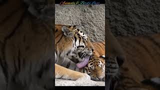 Tiger male and female making love of each otherBengal tiger matingtiger lovebengaltiger [upl. by Noiramed]