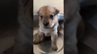 Cute dog sound puppybarkingsound [upl. by Eward]