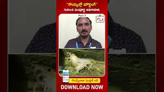 vannamei shrimp moulting tips  shrimp farming  Royyallo moulting tips [upl. by Siubhan]