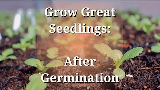 Grow Great Seedlings After Germination [upl. by Desireah]