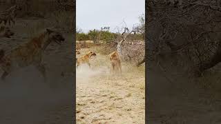 Dramatic Rescue by Hyenas after a Lion Catches one [upl. by Terrance]