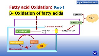 9 Beta oxidation of fatty acids  Lipid Metabolism9  Biochemistry  NJOY Biochemistry [upl. by Etteuqram364]