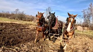 DRAFT HORSES Last Day for Fall Plowing  The COWS ARE OUT 560 [upl. by Aileen]