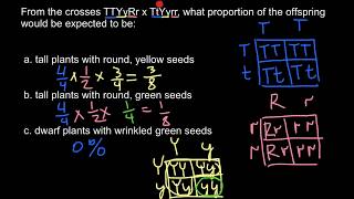 Simple Mendelian probability problem [upl. by Vaclava]