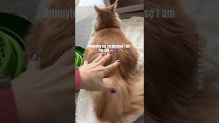 🔊Mild Cat Annoyance 🙀Haters Will Say I Do It For Views 💁🏻‍♀️ catsounds mainecoon [upl. by Saidee656]