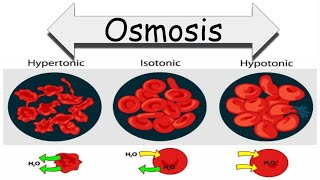 Osmosis Hypertonic hypotonic Isotonic [upl. by Reisinger]