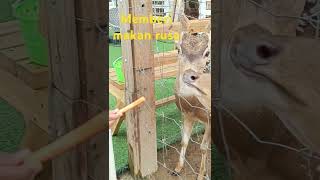 rusa deer kebunbinatang zoo animals feedinganimal [upl. by Haletky116]