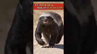 सबसे निडर जानवर 💪  most fearless animal  the fact  shorts ytshots [upl. by Eerdna]