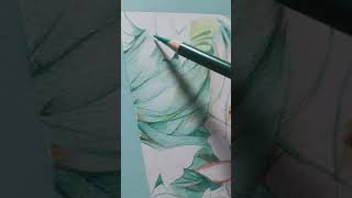 Woodless Watercolor Pencil foryou pencil pencildrawing watercolorpencil painting art artwork [upl. by Llednor]