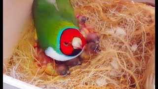 Gouldian finches Breeding  Best Collective Video 2  Birds Likers [upl. by Jordans]