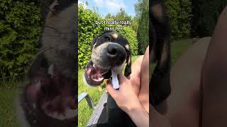 Where the heck is mum🐾labrador pet labradorpuppy dog fypシ゚ viral tiktok dogsoftiktok fyp [upl. by Nottarts]