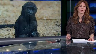 Camille Labchuk Speaks to CTV News Calgary About Baby Gorilla Crushed with Door at Calgary Zoo [upl. by Iroj]