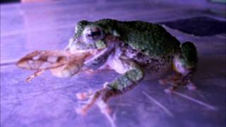 Gray  Grey Tree Frogs Eating Giant Moths [upl. by Kannan]