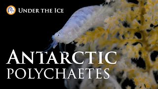 Antarctic Polychaetes Under the Ice [upl. by Nonnek]