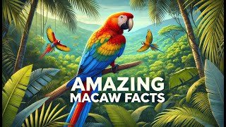 Amazing Facts About Macaws [upl. by Ltney]