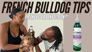 Your Dog Will Never Have Another Ear Infection 2 Simple Steps [upl. by Nel297]