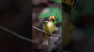 Check out this amazing Royal Flycatcher [upl. by Gavette931]