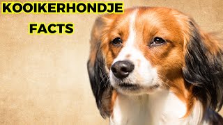 kooikerhondje Dog  Top 10 Amazing Facts [upl. by Minsk728]