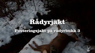 Rådyrjakt Posteringsjakt på rådyrbukk 3 [upl. by Ysabel706]