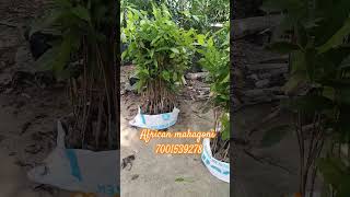 Mahagoni Plant mahagai [upl. by Atile]