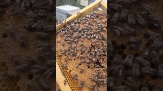 apis mellifera jemenitica سلالة النحل اليمني [upl. by Quinton222]