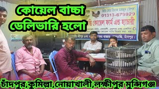 চাঁদপুর কুমিল্লা লক্ষীপুর কোয়েল পাখির বাচ্চা দিলাম  ১ দিনের কোয়েল পাখির বাচ্চা বিক্রি করা হয় [upl. by Haceber]