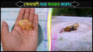 এক দিন বয়সী কবুতরের বাচ্চা মারা যাওয়ার কারণ ও প্রতিকার 🔥 Jactok পাখি ভাইয়া [upl. by Jesher573]