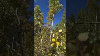 Crested Butte to Aspen Cool hike this time of year aspencolorado crestedbutte colorado nols [upl. by Virginie523]