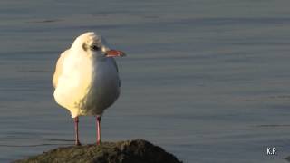 Mouette Rieuse Visionner en HD 1080 [upl. by Klement]